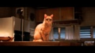 The trailer for <i>The Voices</i> has a cat instructing Ryan Reynolds to kill people